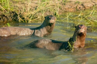 nutrias-gigantes-iberá