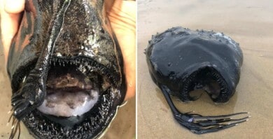 Encuentran un extraño y tenebroso pescado en las costas de California que es propio de las aguas profundas