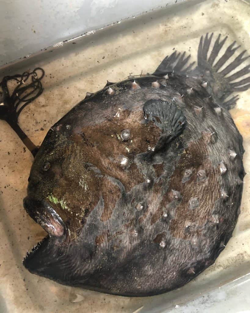 Encuentran un extraño y tenebroso pescado en las costas de California