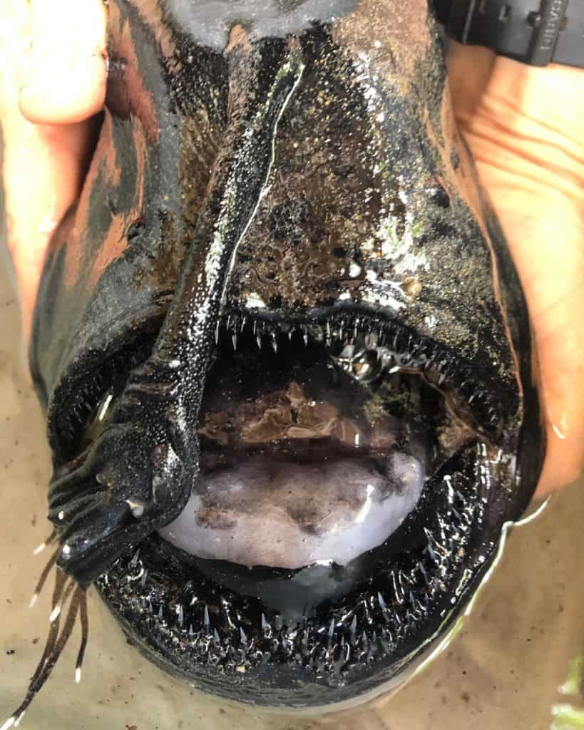 Encuentran un extraño y tenebroso pescado en las costas de California