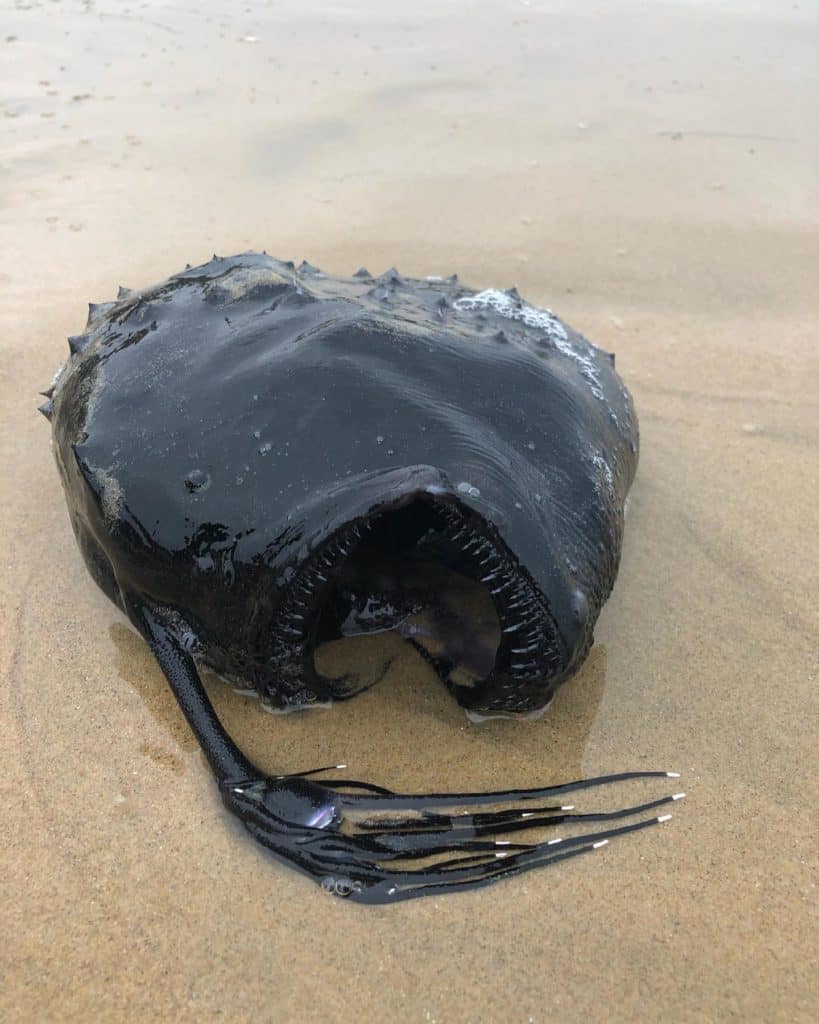 Encuentran un extraño y tenebroso pescado en las costas de California