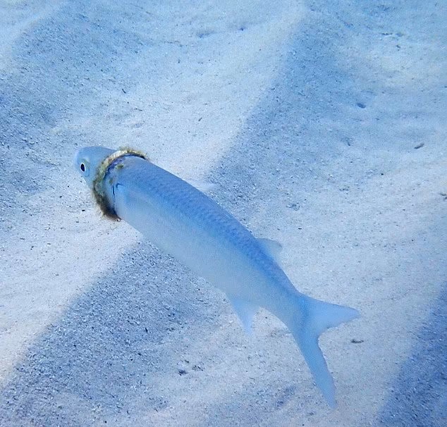 encontró la alianza Una buceadora encontró la alianza que un hombre había perdido hace varios meses en una isla de Australia, la llevaba un pez Pez con alianza de casamiento