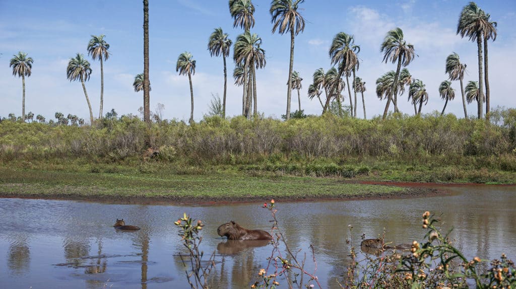 Deportes extremos en Corrientes Viajes cómo-llegar-al-Parque-Nacional-El-Palmar