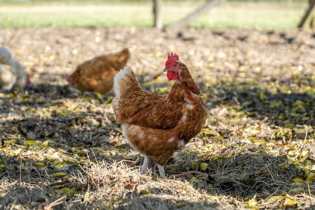 Pollos de granja