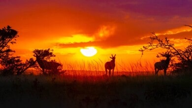 Kenia realizará el primer censo de animales silvestres, el cual contribuirá enormemente a los esfuerzos de conservación