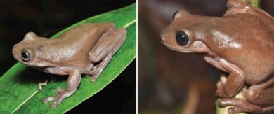 Descubrieron una rana "de chocolate" en la selva tropical de Nueva Guinea