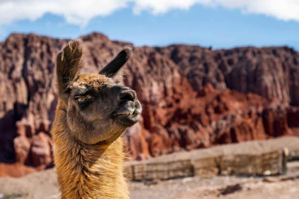 Salta-en-bici