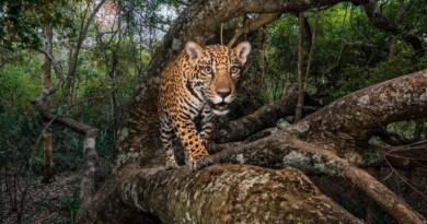 santuario-del-jaguar-méxico-reino-animal