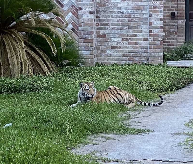 Tigre de Bengala en el césped de un vecindario de Houston, Texas