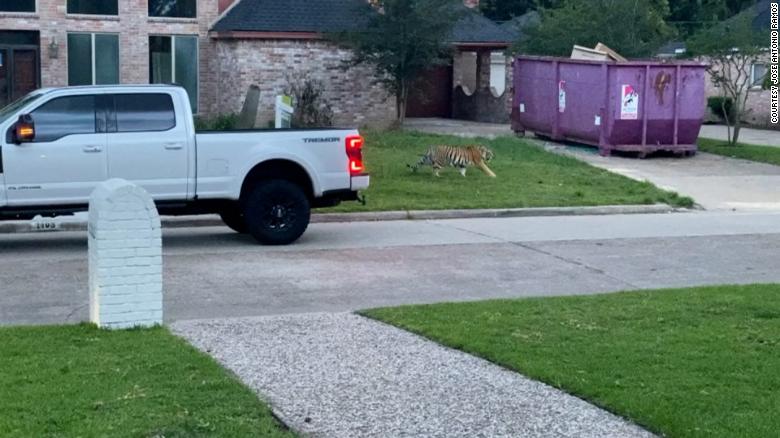 Tigre de Bengala en vecindario de Houston, Texas