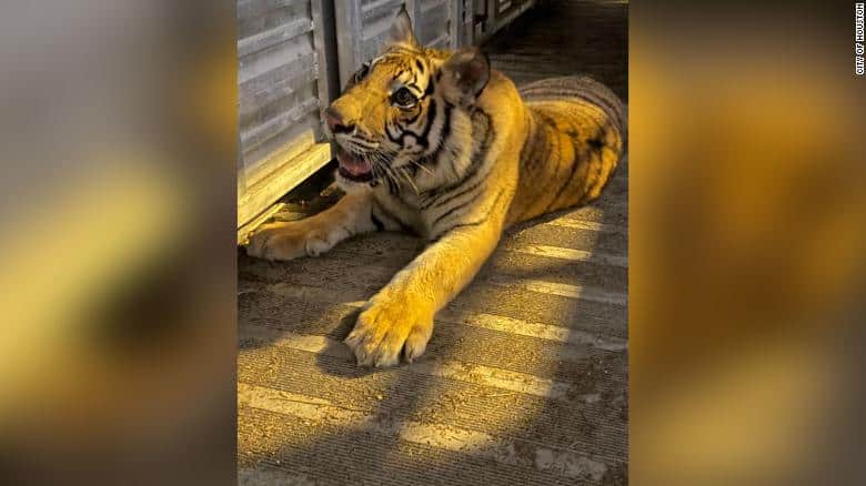 Tigre encontrado en Houston, Texas