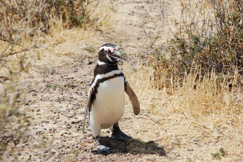 cuando-ver-ballenas-en-Puerto-Madryn