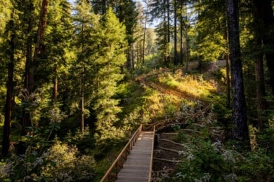 The Pfeiffer Falls Trail in California's Pfeiffer Big Sur State Park on June 1, 2021. The reopening of the Pfeiffer Falls Trail in 2021 is the first time that this Monterey County hiking trail will be open to the public since the Basin Complex Fire destroyed the popular tourist destination in 2008. Photo by Max Whittaker, courtesy of Save the Redwoods League