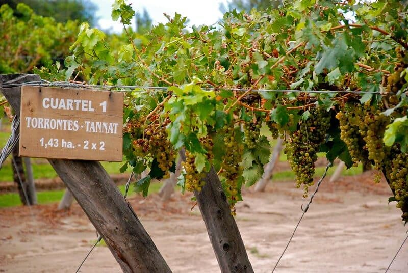 cómo-llegar-a-Cafayate