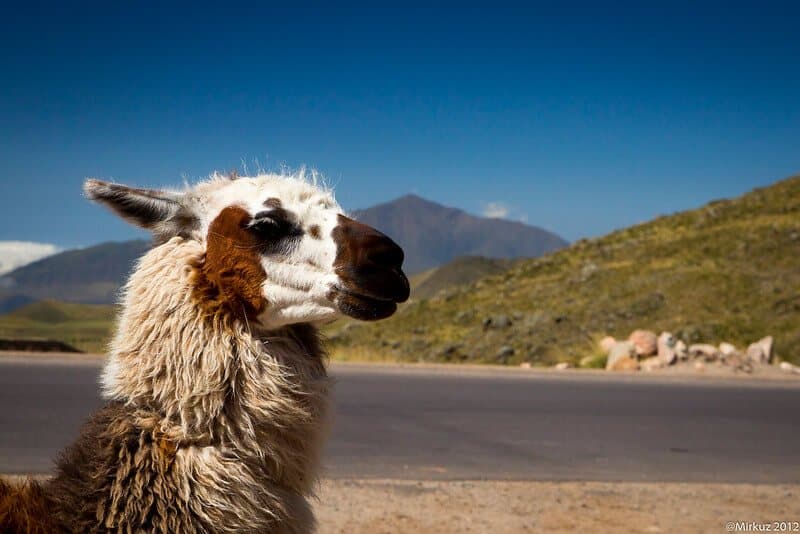 Cómo llegar a Tafí del Valle desde Cafayate