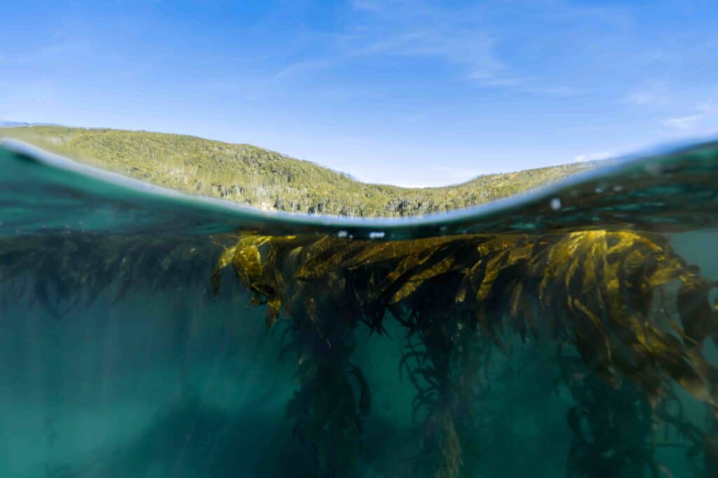 Argentina tiene la oportunidad de salvar uno de los últimos refugios de kelp del planeta.