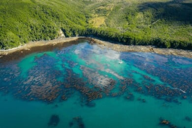 Argentina-últimos-refugios-de-kelp-del-planeta (1)