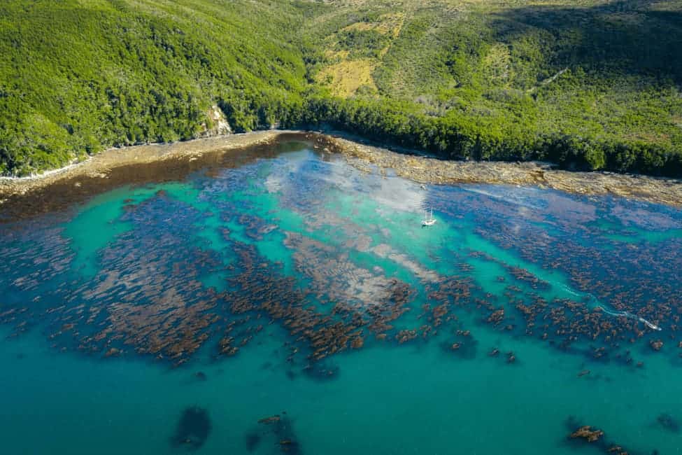 image refugios de kelp Argentina ultimos refugios de kelp del planeta 1