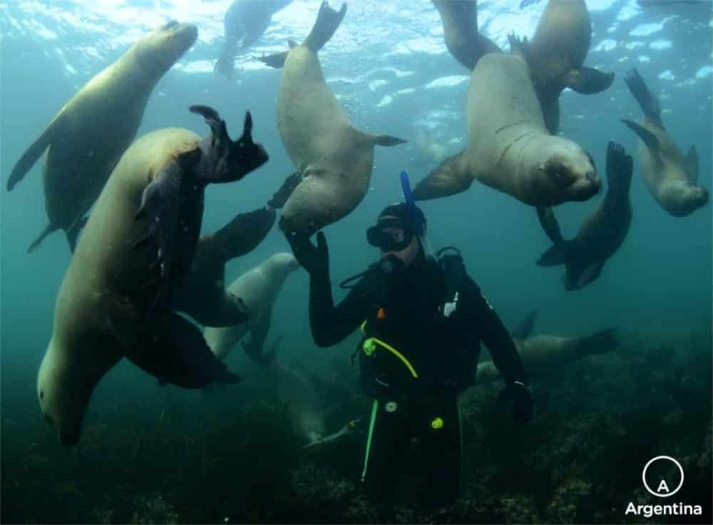 Buceo con lobos