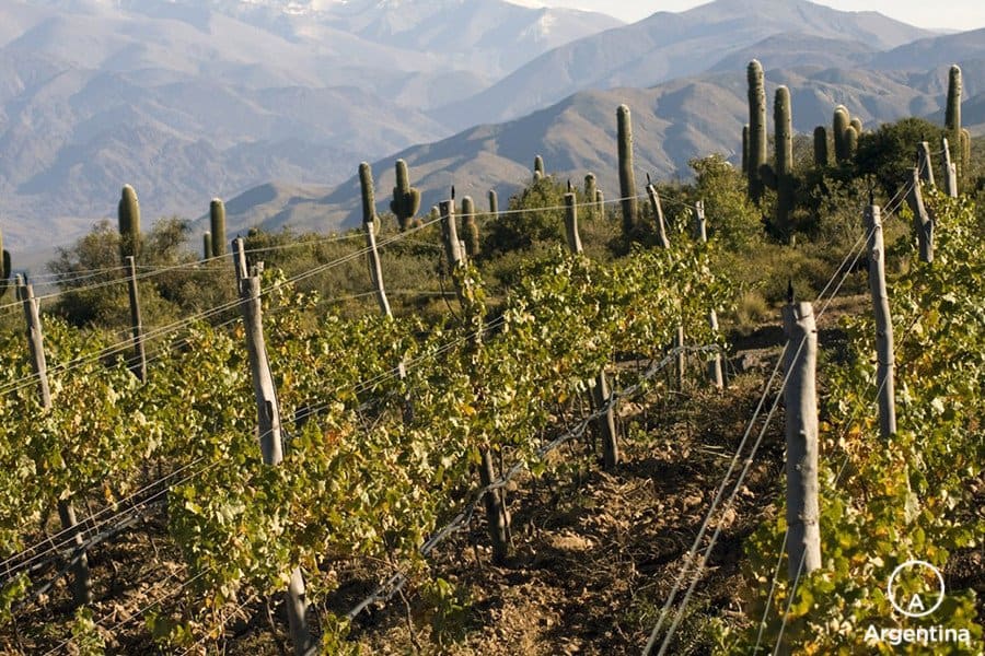 image Colome Bodega