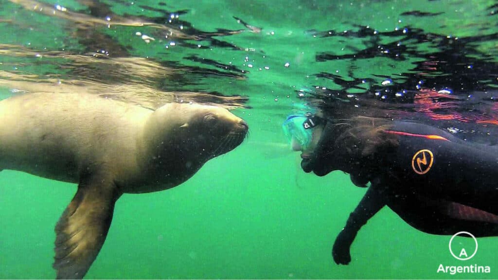 Buzo frente a una loba marina bajo el agua