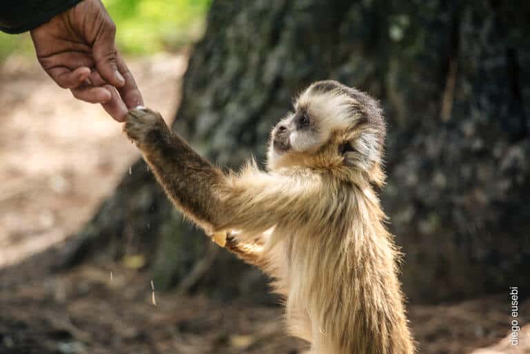 ver-animales-en-Córdoba