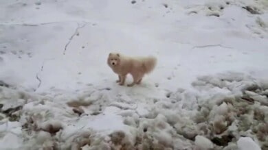 perro varado en un témpano de hielo