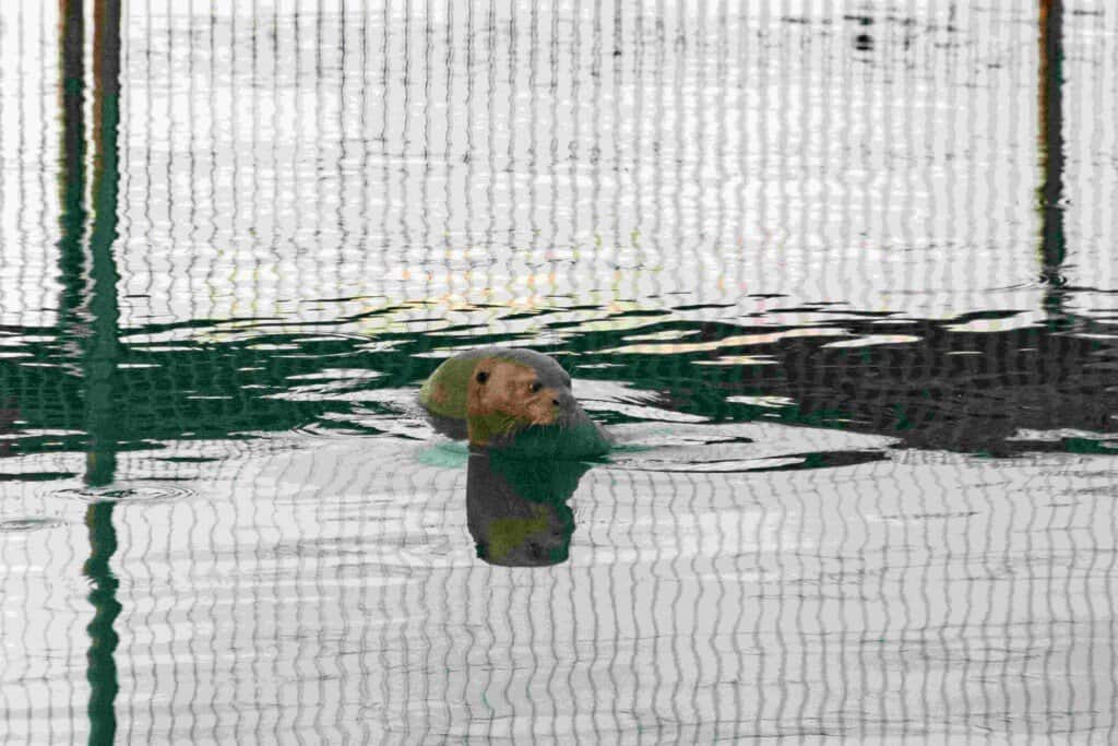 El Parque Iberá recibió a Nanay, la nutria gigante que llegó de Suecia para contribuir a la reproducción de la especie en Corrientes