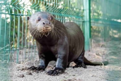 El Parque Iberá recibió a Nanay, la nutria gigante que llegó de Suecia para contribuir a la reproducción de la especie en Corrientes