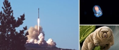 NASA envía pequeños calamares brillantes y osos de agua al espacio