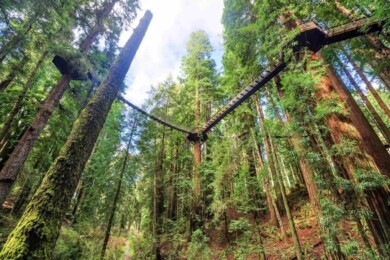 Redwood-Sky-Walk-atracción-en-Sequoia-Park-Zoo-2