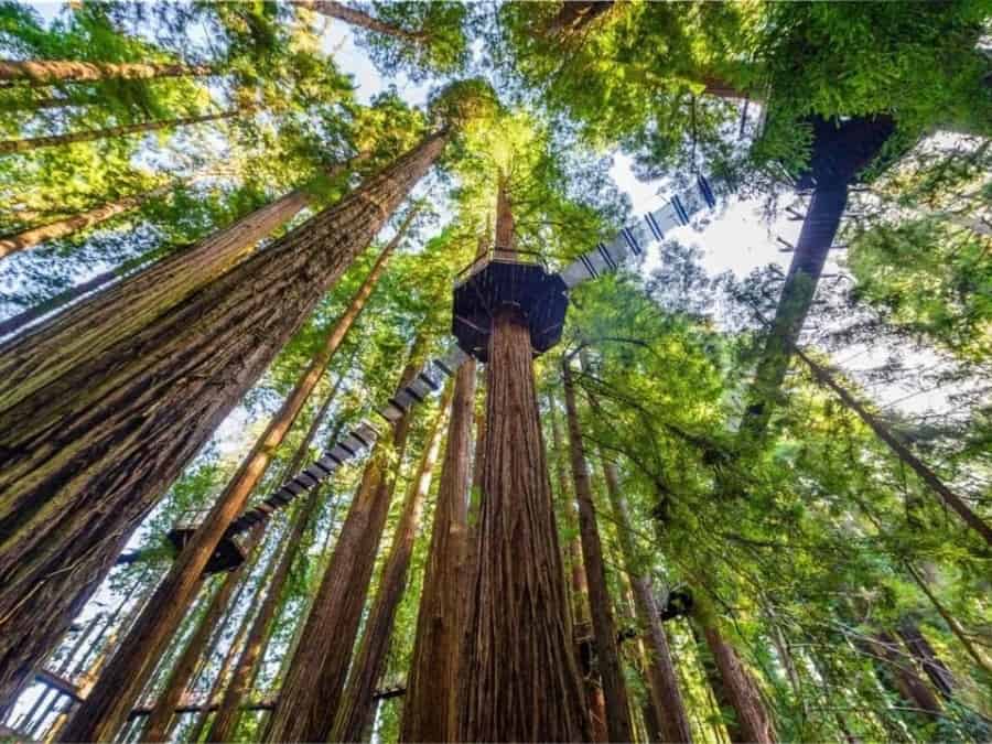 image Redwood Sky Walk Redwood Sky Walk atraccion en Sequoia Park Zoo