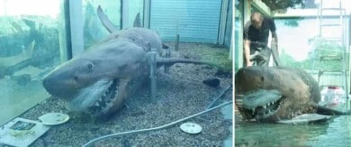 Restauran el cuerpo de un tiburón blanco de cinco metros de largo que fue abandonado en un parque acuático de Australia