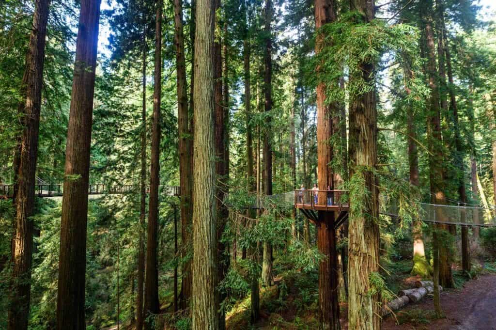 image Redwood Sky Walk Skywalk 124 1 1024x681 1