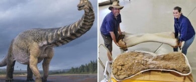 Un dinosaurio encontrado en Australia es el más gran del país, tan largo como una cancha de baloncesto