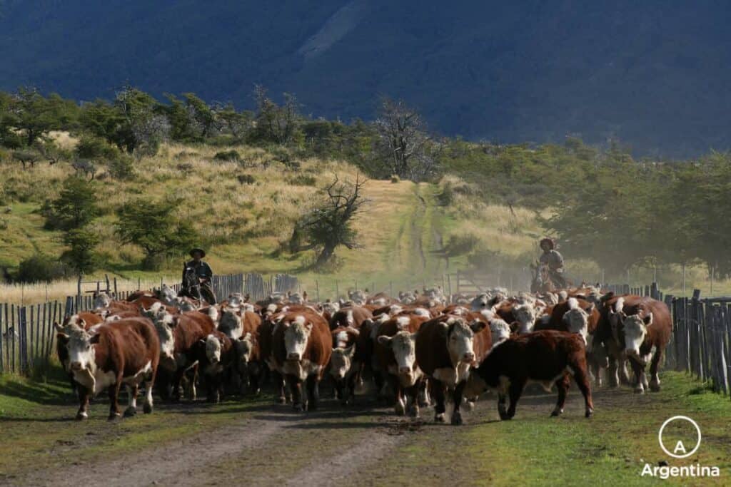 Acarreo de vacas en la estancia