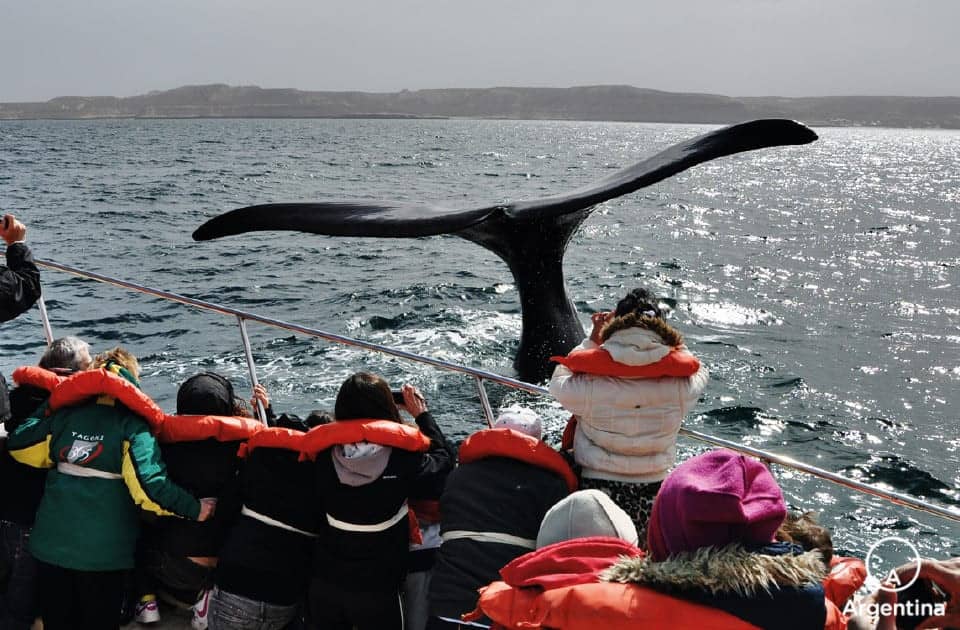 Excursión de avistaje de ballenas en Península Valdés