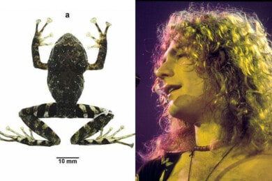 attachment-Frog-Robert-Plant