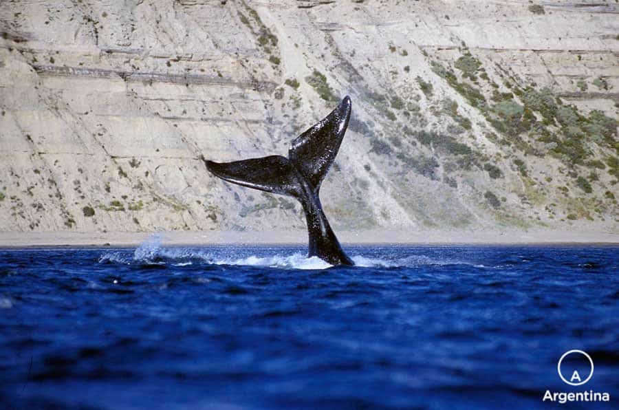 cola de ballena franca austral