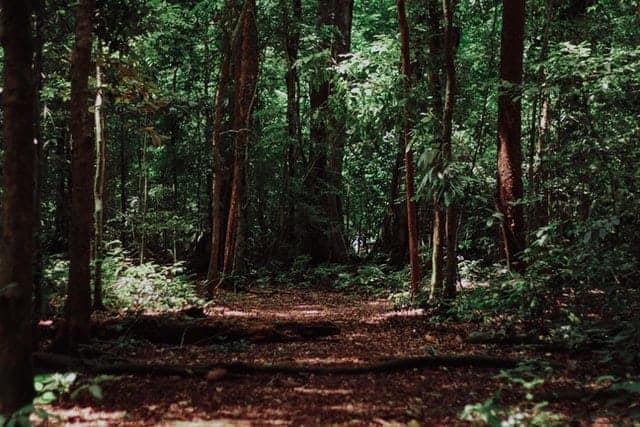 Bosque con camino en medio