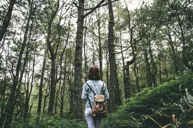 Persona en medio de un bosque