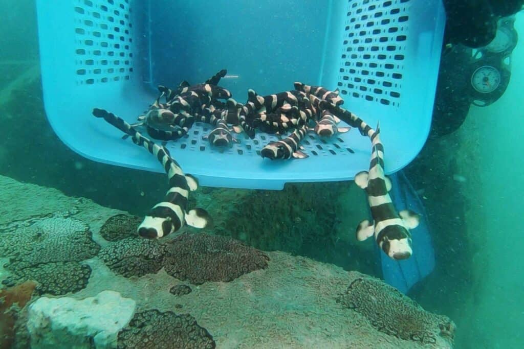 Tiburones bambú bebés siendo liberados