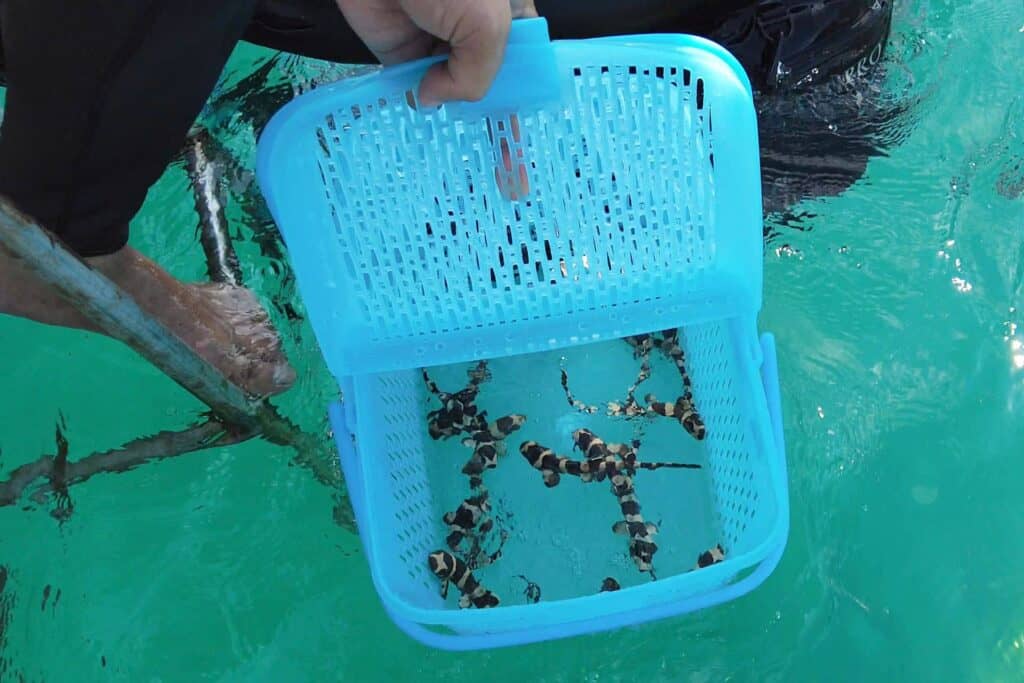 Tiburones bambú bebés