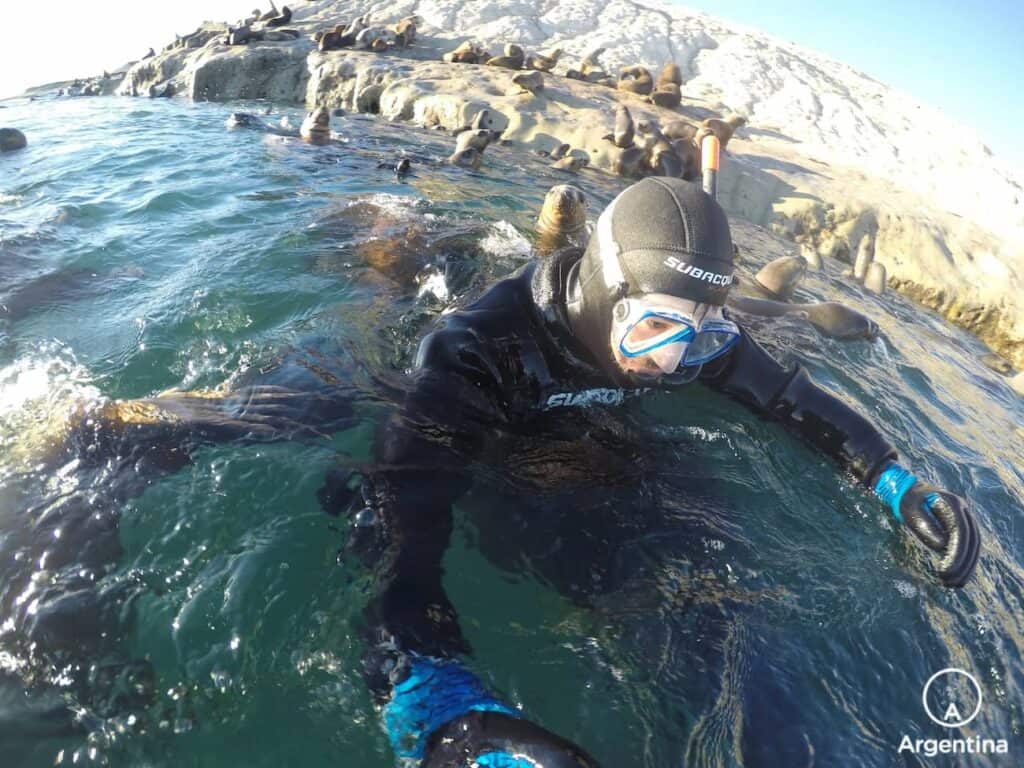 Buceo con lobos marinos