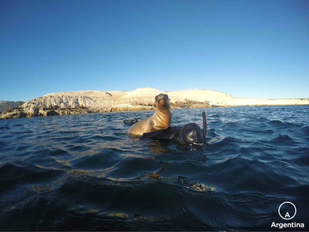 Buceo con lobos marinos en madryn