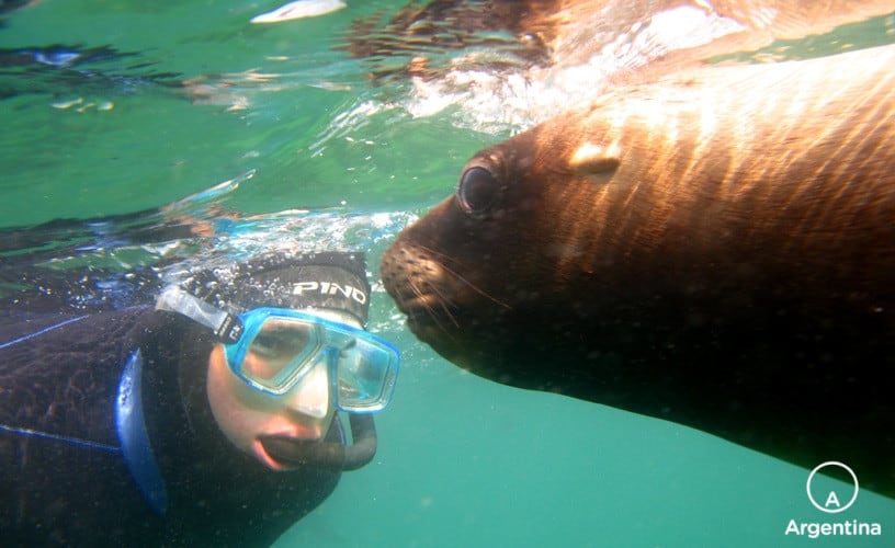 Buzo con lobo marino en madryn