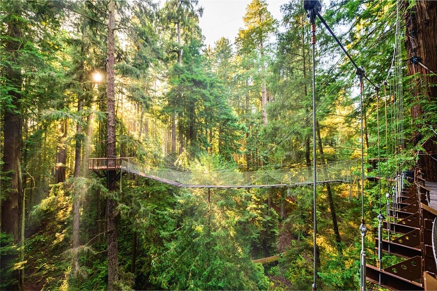 Redwood Sky Walk, la nueva atracción turística en Sequoia Park Zoo para admirar secuoyas a 30 metros del suelo