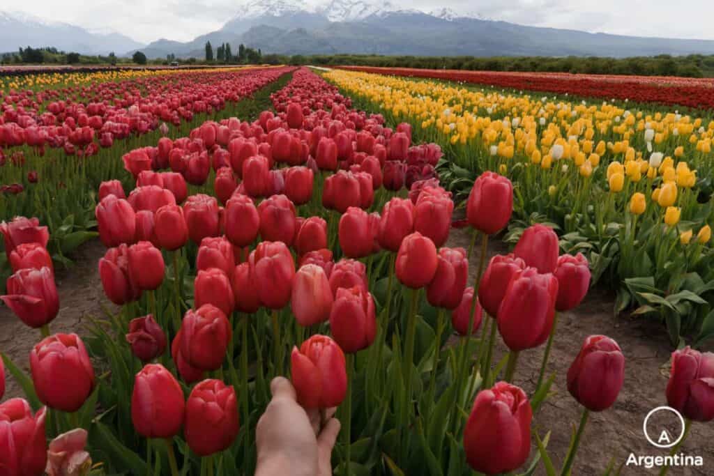 Campo de tulipanes en Esquel