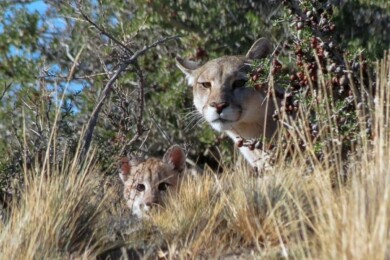 chubut-paga-por-caza-de-animales-silvestres