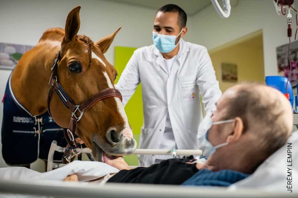 Conoce la historia de Doctor Peyo, el caballo de terapia que visita a los pacientes con cáncer en Francia